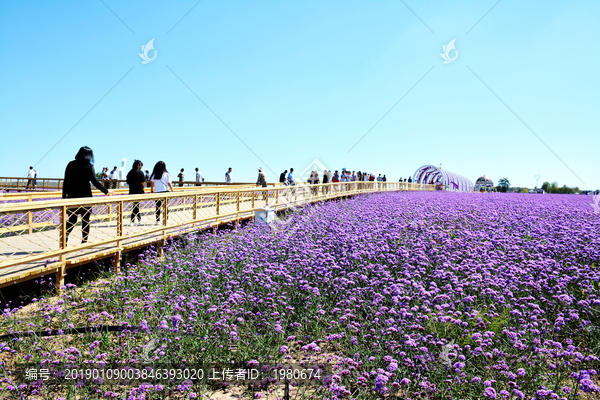 庆城薰衣草庄园