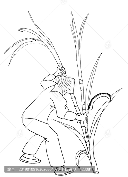砍甘蔗