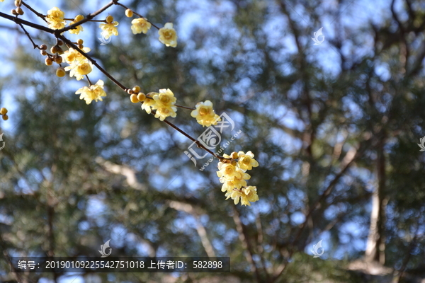 腊梅花枝