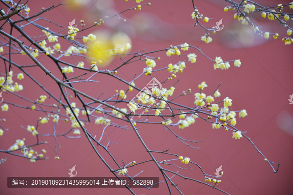 梅花朵朵開