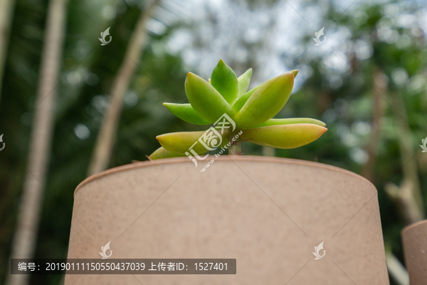 铭月多肉植物