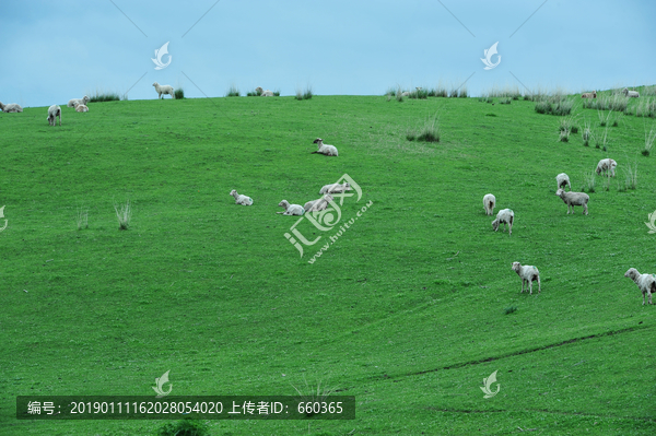 新疆草原牧场