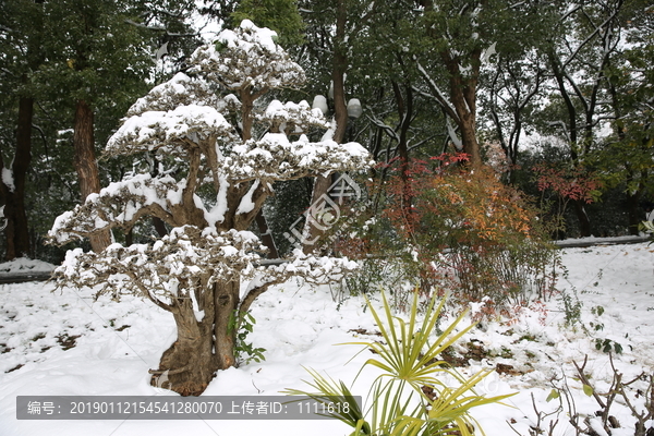 雪景