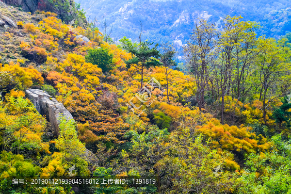 崂山秋色