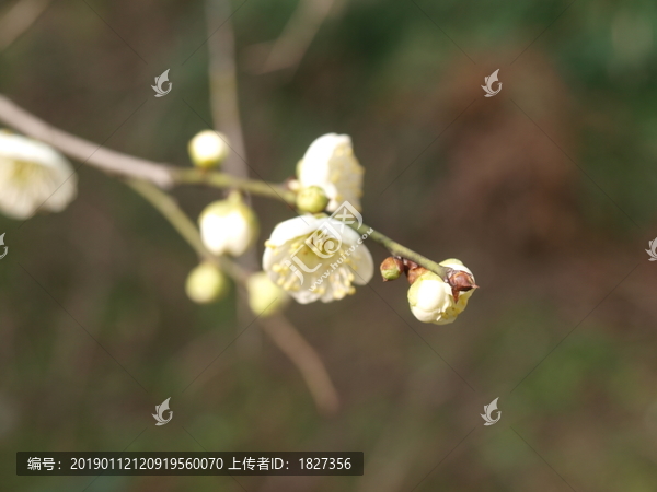 梅花