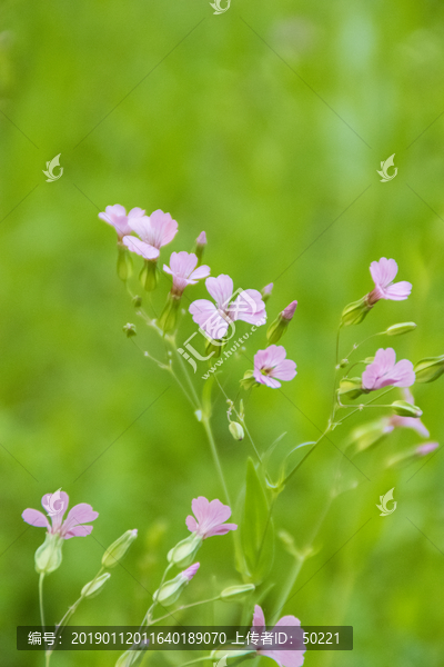 紫花