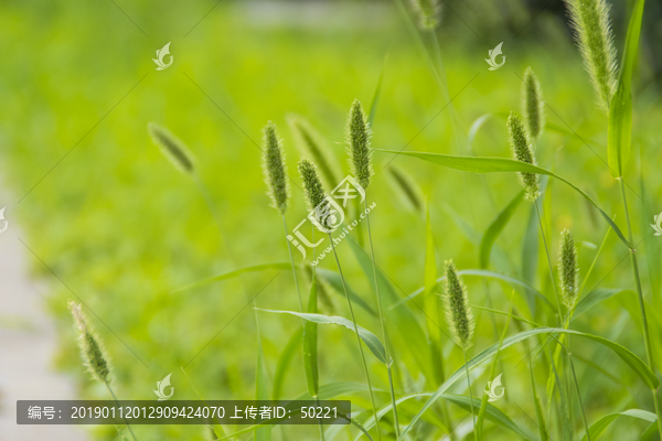 小草