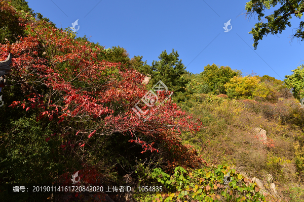 山坡秋色