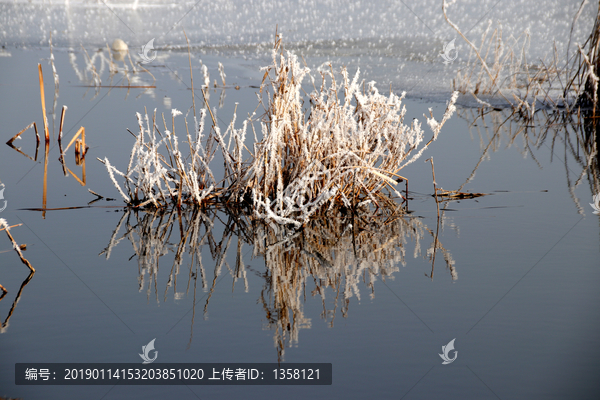 冬日湖泊芦苇的倒影