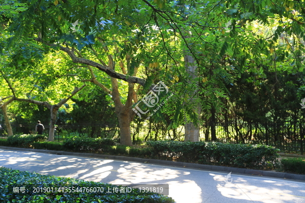 青岛行道树