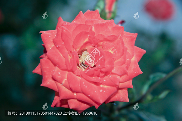 南方深秋雨后的月季花