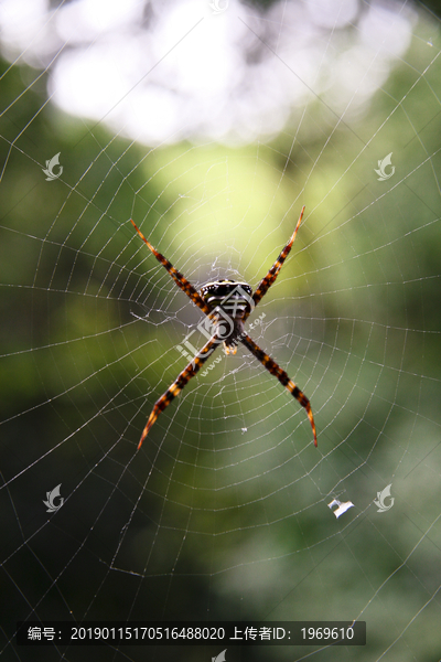 户外蛛网上静待食物的蜘蛛