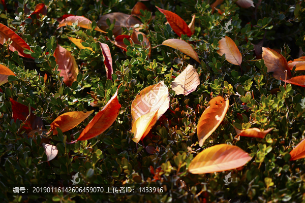 秋天的落叶