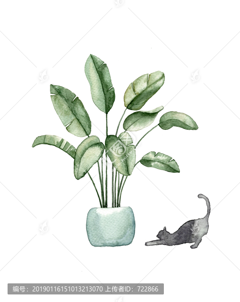 植物与猫