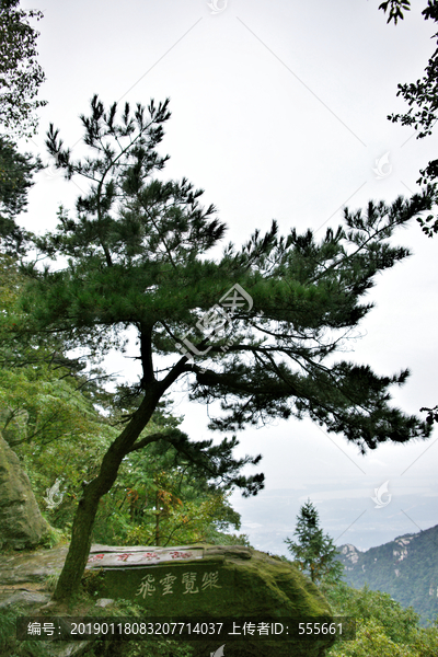 庐山仙人洞松树