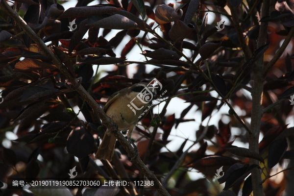 红尾伯劳锡嘴雀觅食野生动物捕食