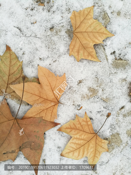 落叶白雪