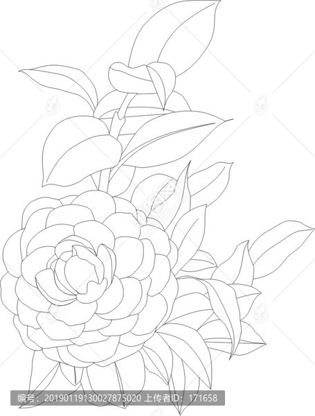 矢量茶花線描可編輯