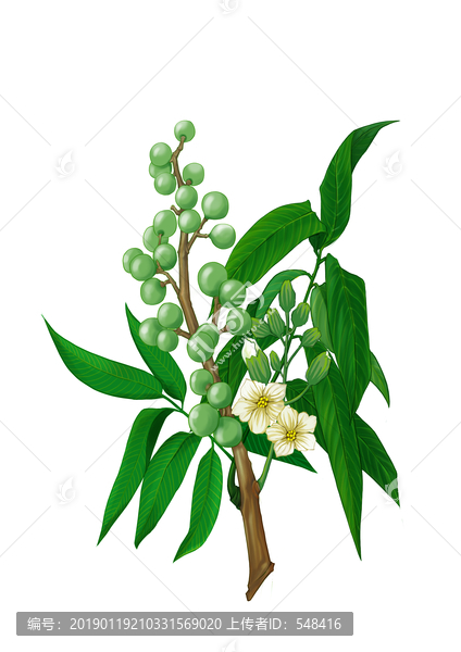 無(wú)患子青果