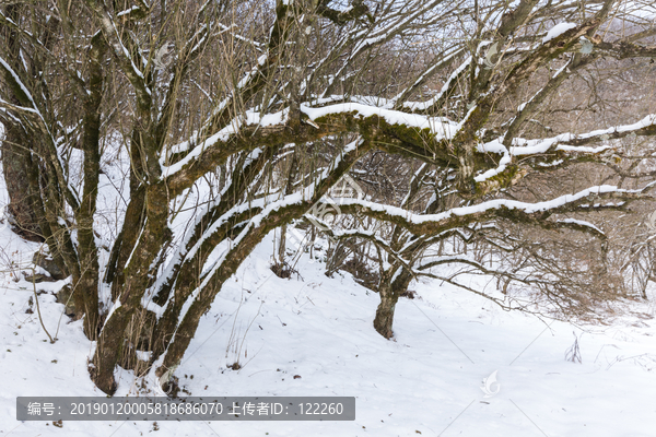 大九湖雪后树林