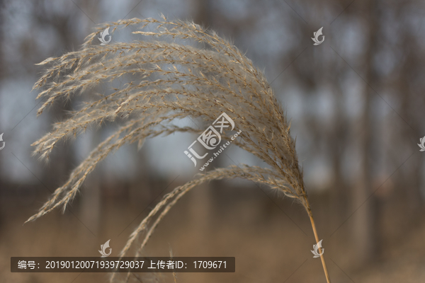 芦花