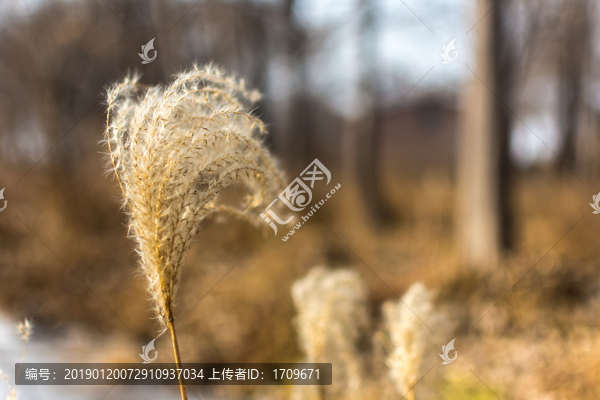 芦苇