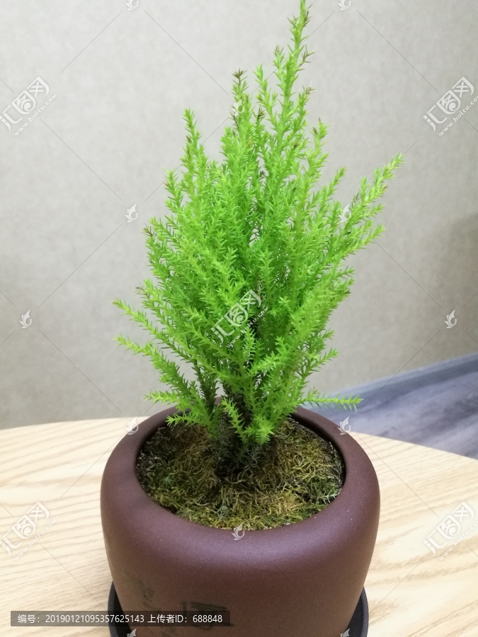 绿色植物