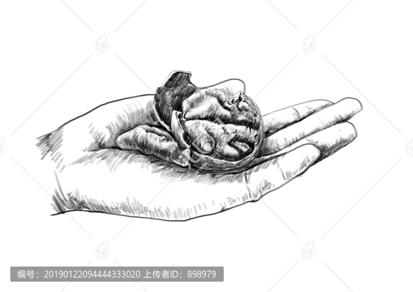 核桃素描