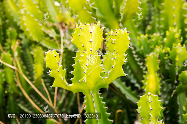 仙人掌