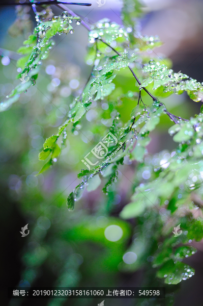 植物花草