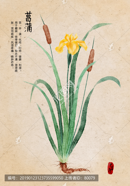 菖蒲