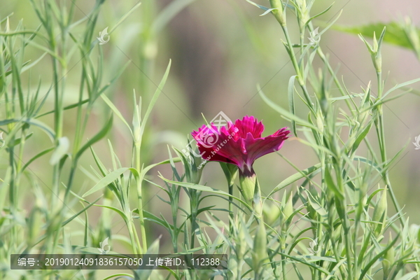 兴安石竹绣竹石菊洛阳花钻叶石竹