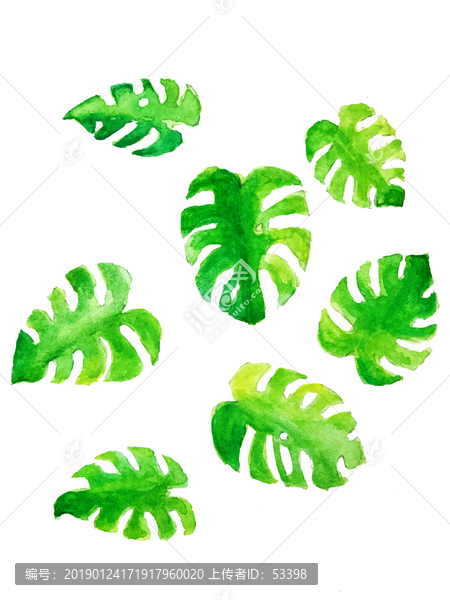 水彩龜背竹葉