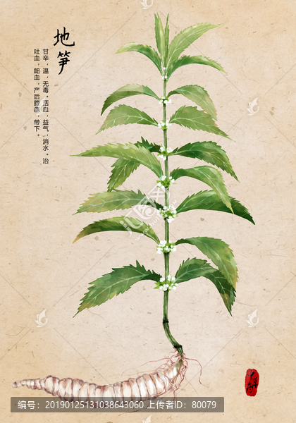 地筍