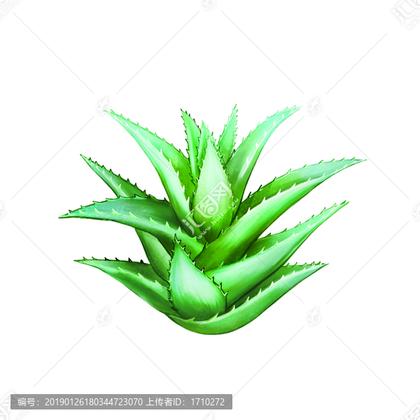 原創(chuàng)手繪蘆薈植株插畫