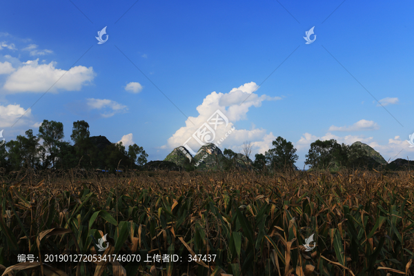 田园玉米地