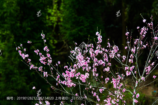 桃花