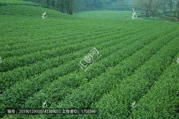 茶叶种植园