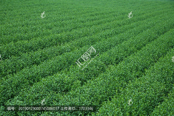 茶叶种植园