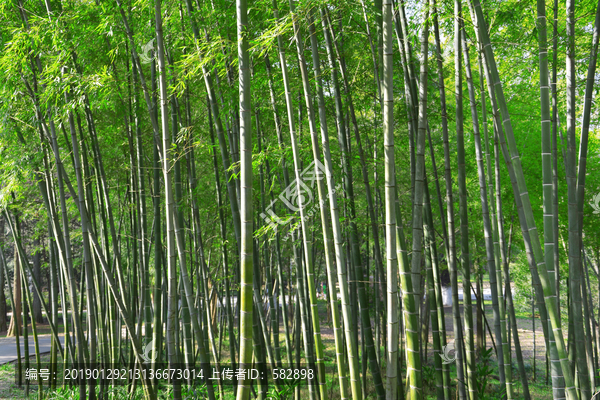 竹林背景