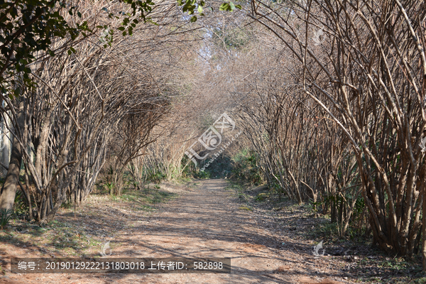 植物隧道