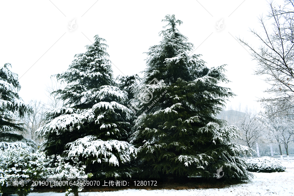 大雪压青松