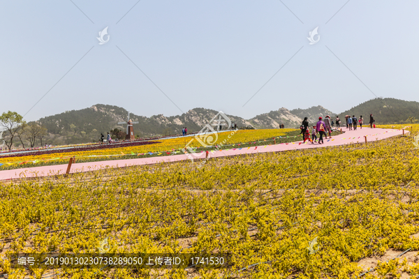 花田