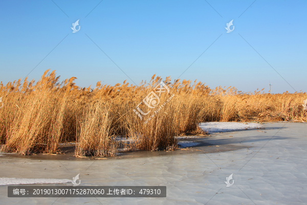 芦苇湿地冬天