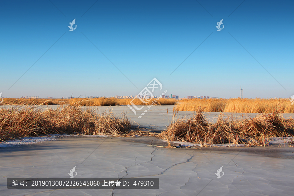 芦苇湿地