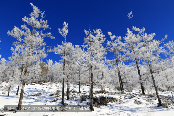 雪林雾凇