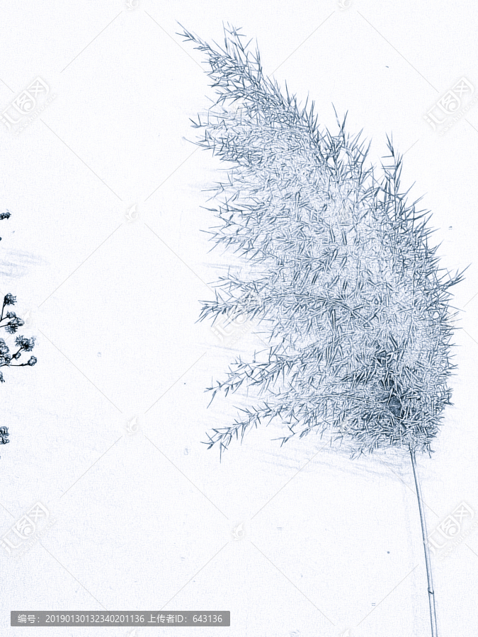 黑白摄影芦苇花