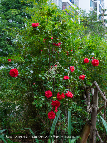 茶花素材