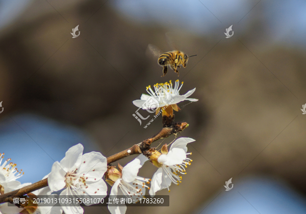 蜜蜂与梅花