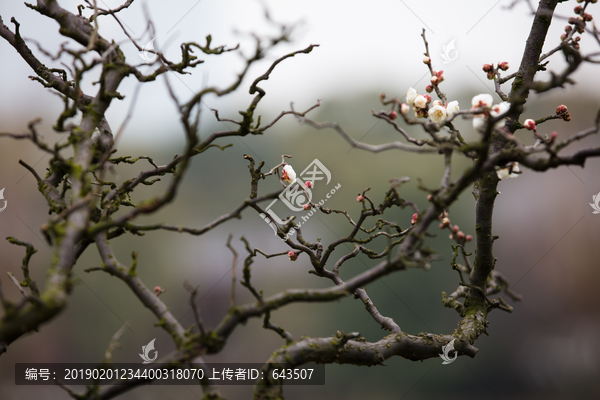 梅花